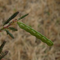 Aeschynomene indica L.